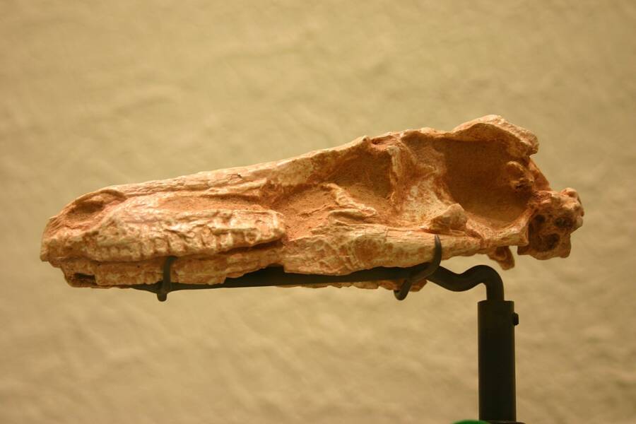 Saurornithoides Mongoliensis