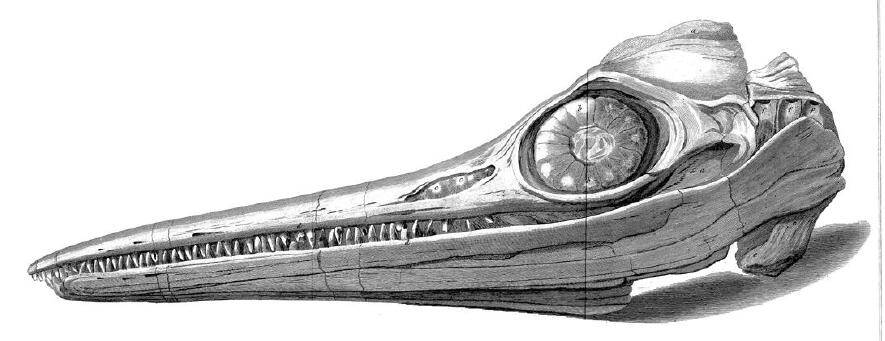 Skull Of Ichthyosaur