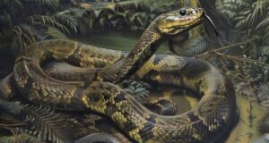 Vasuki Indicus Featured