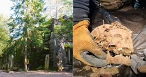 Wolfs Lair Skeletons Featured