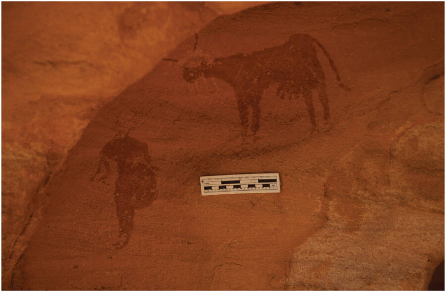 Cattle Rock Art In The Atbai Desert
