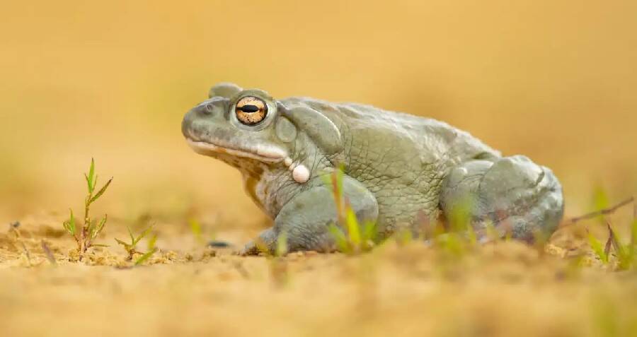 Colorado River Toad's Poison Could Be A Strong Antidepressant