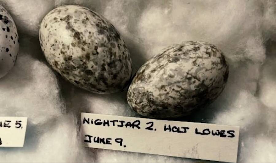 Nightjar Eggs