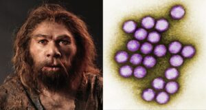 Featured Neanderthal Virus