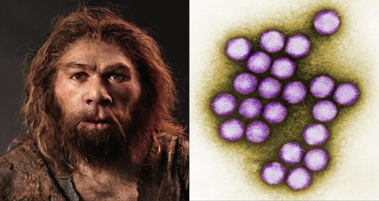 Featured Neanderthal Virus