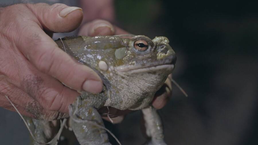 Person Holding A Colorado River Toad