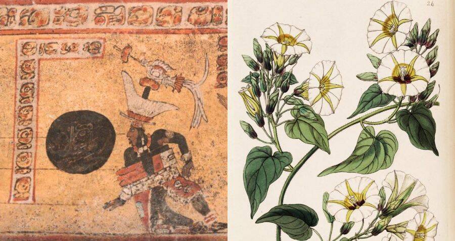 Maya Likely Blessed Their Ballcourts With Hallucinogenic Plants