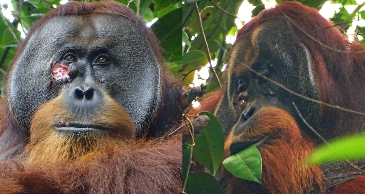 Para peneliti mencatat bahwa orangutan adalah orang pertama yang menggunakan tanaman obat