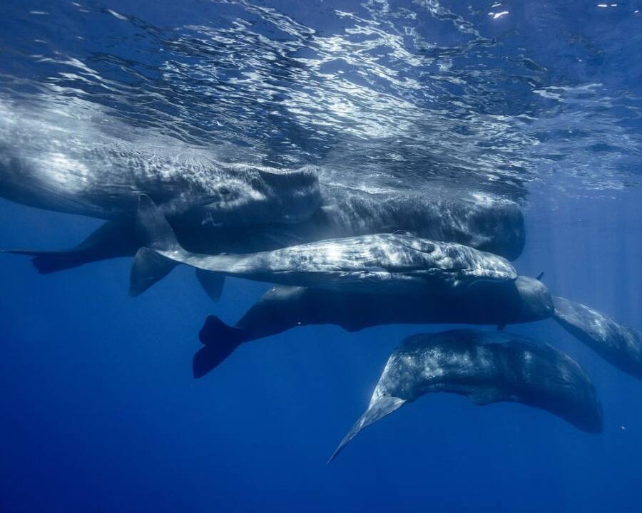 Pod Of Sperm Whales