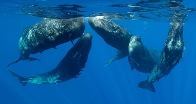 Sperm Whale Pod Featured