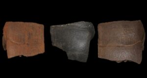 Turtle Shells Featured