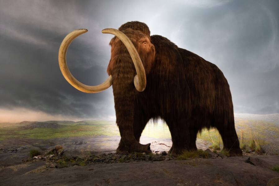 Wolly Mammoth Model