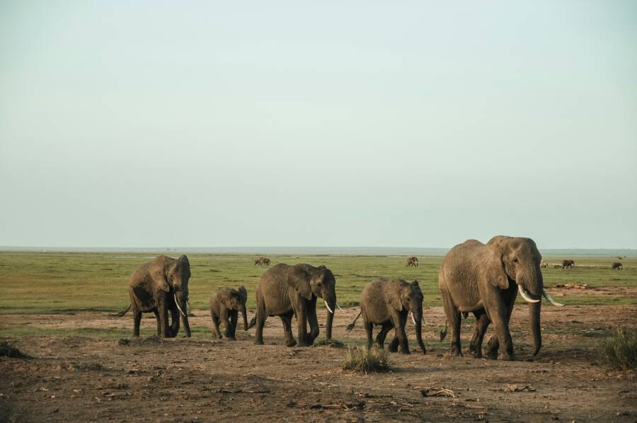African Elephant Names