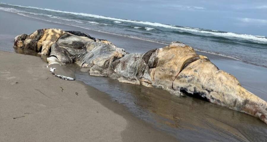 Oregon Officials Declare They Will Not Blow Up Dead Whale