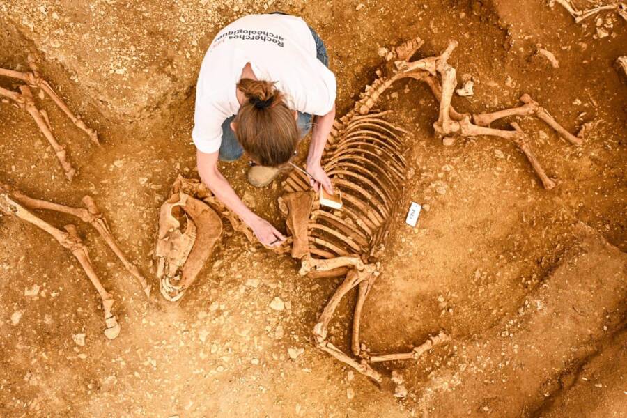 Excavating A Horse Skeleton