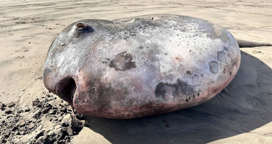 Rare Seven-Foot Sunfish Washes Ashore On Oregon Coast