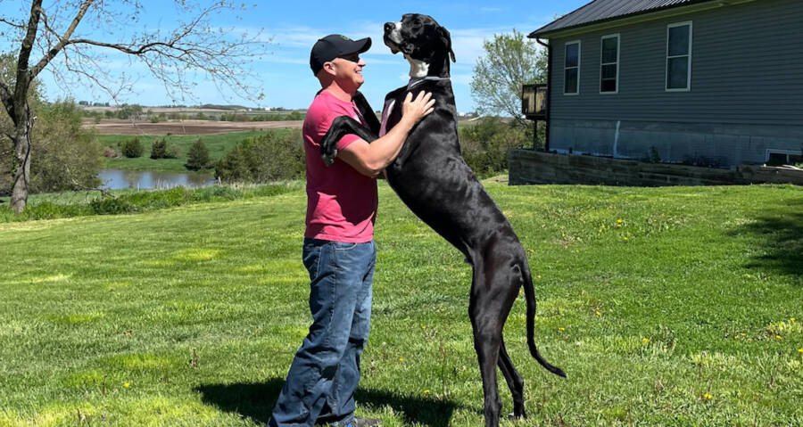 Meet Kevin, Guinness Records' World's Tallest Dog