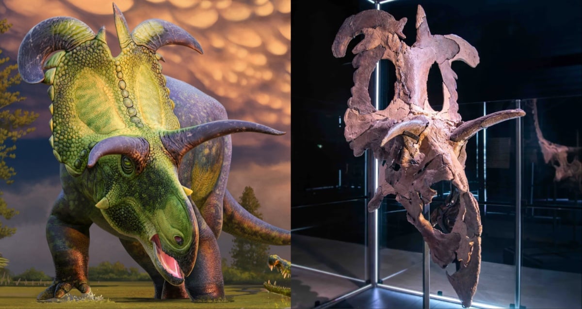 This Newly Discovered Horned Dinosaur Is The ‘Largest And Most Ornate’ Of Its Kind Ever Found