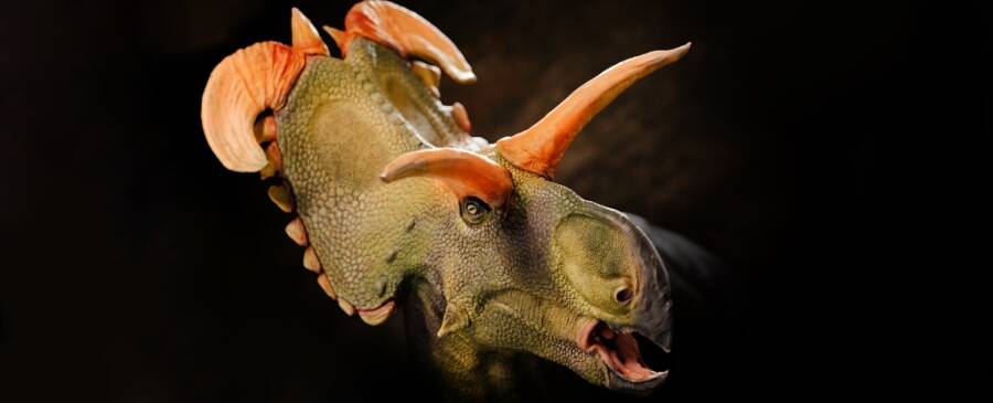 Lokiceratops Head