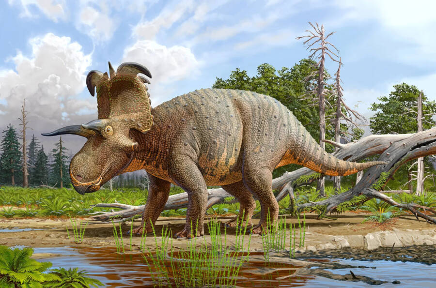 Lokiceratops Rangiformis