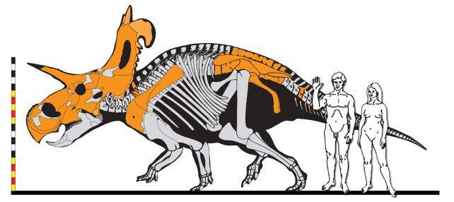 Lokiceratops Size