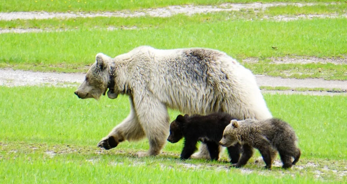 Rare White Grizzly Bear Named Nakoda Dies After Being Hit By A Car In Canadian National Park