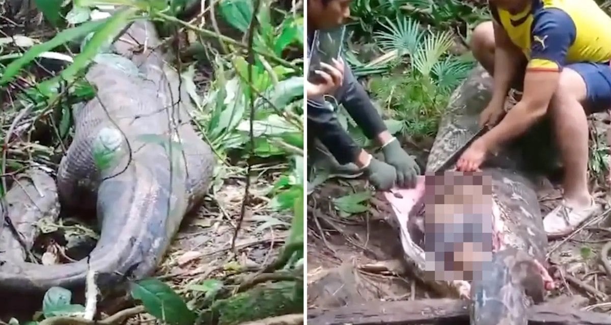 Seorang ibu empat anak ditelan utuh oleh ular piton di Indonesia