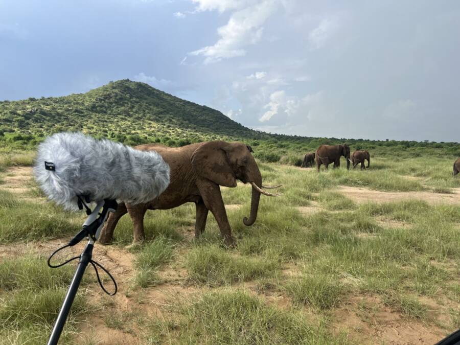 Recording Elephants