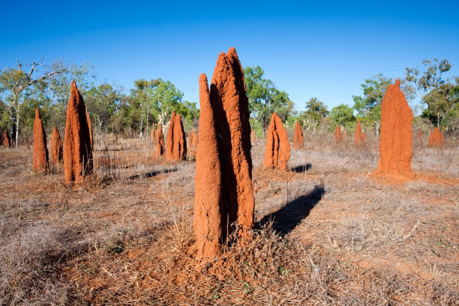 Termite Mounds In Australia