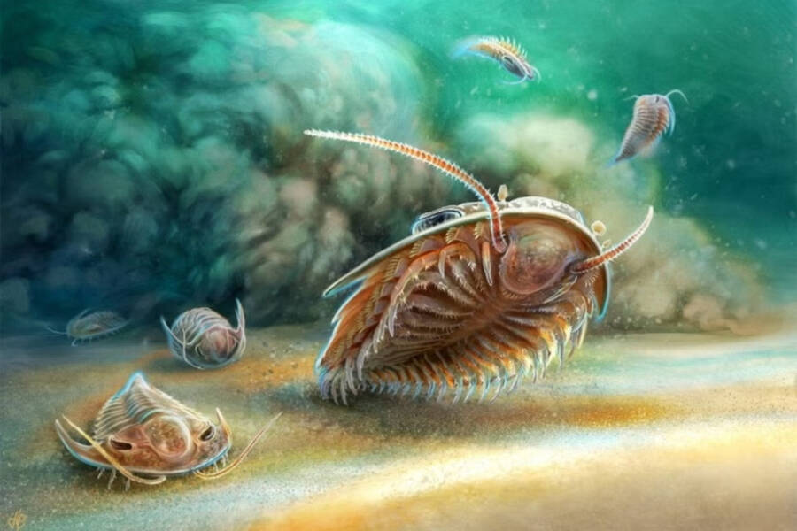 Trilobite Illustration