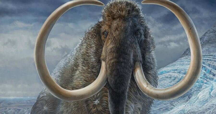 Siberian Mammoth Graveyard Reveals 800 Years Of Human-Mammoth History