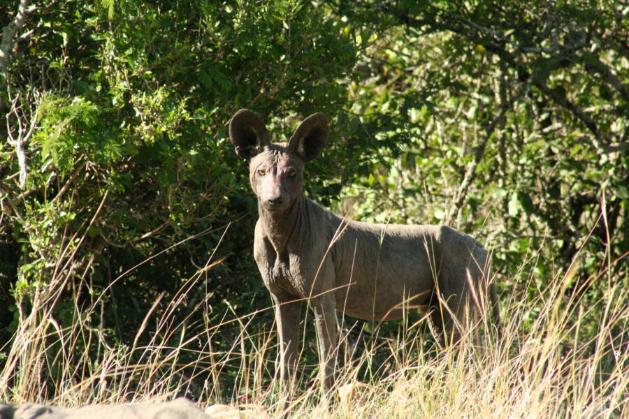 African Wild Dog With Mange