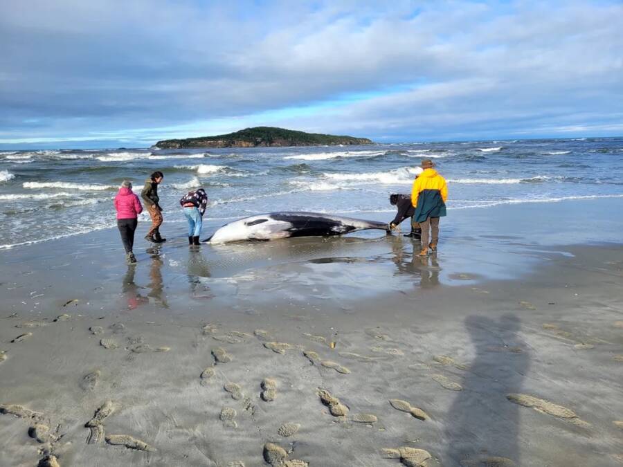 Beached Spade Toothed Whale