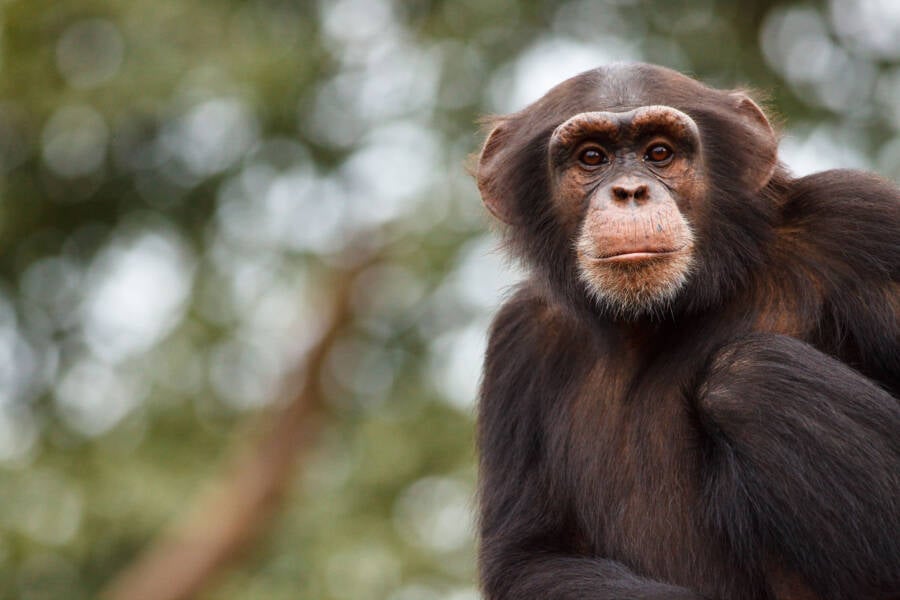 Chimpanzee Human Speech