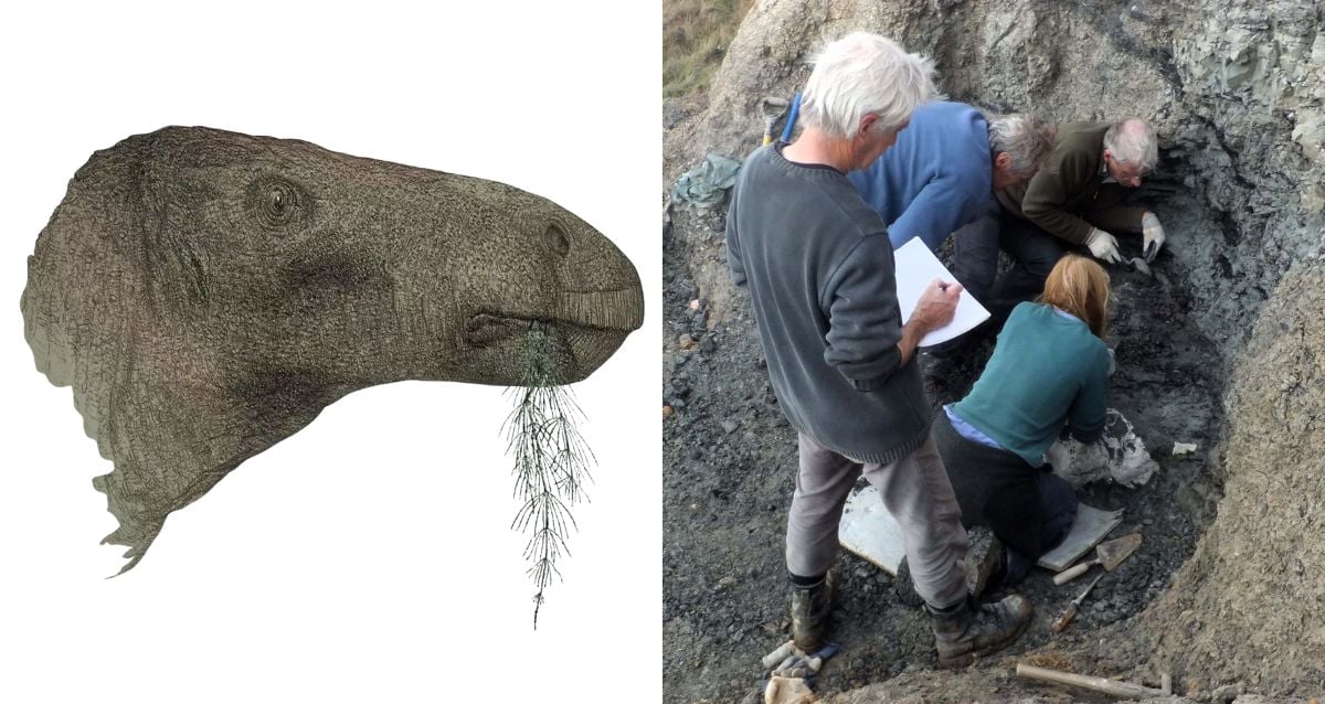 Most Complete Fossil Found In The U.K. In Over A Century Leads To The Discovery Of A New Dinosaur Species