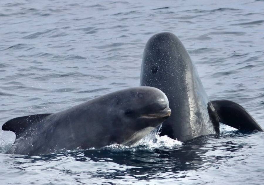 Long-Finned Pilot Whales