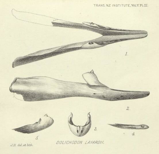 Lower Jaw Of The Spade Toothed Whale