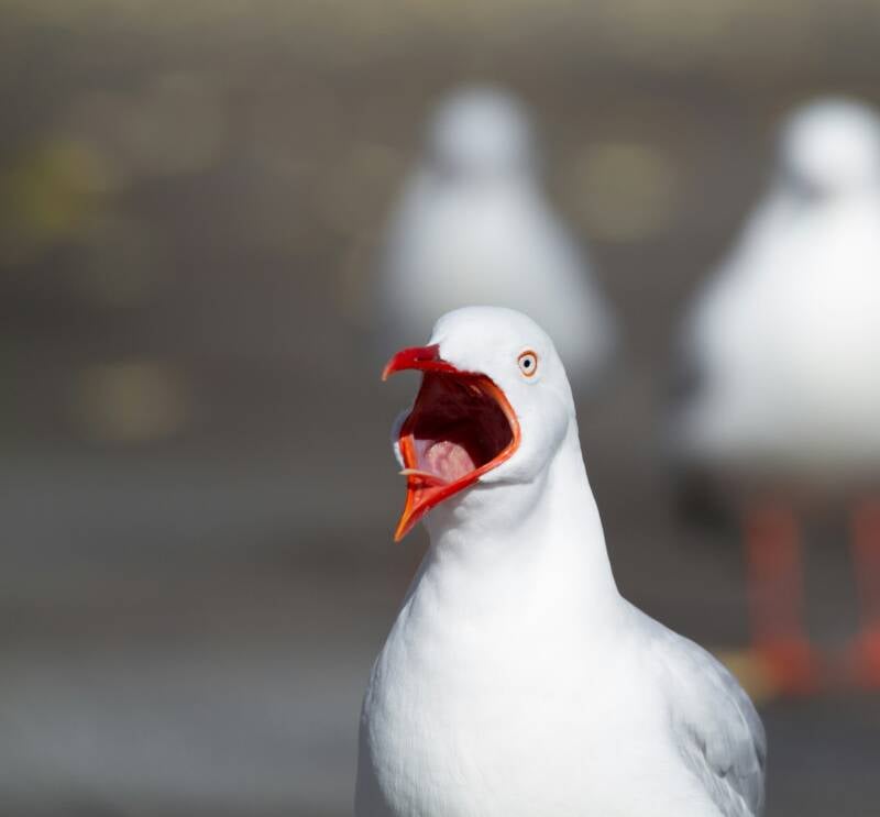 Franklin Zeigler Seagull