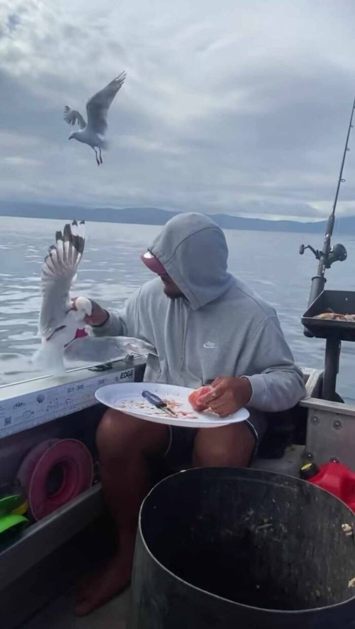 Man Threatening Seagull