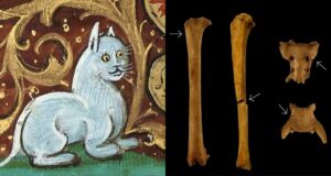 Medieval Cat Featured