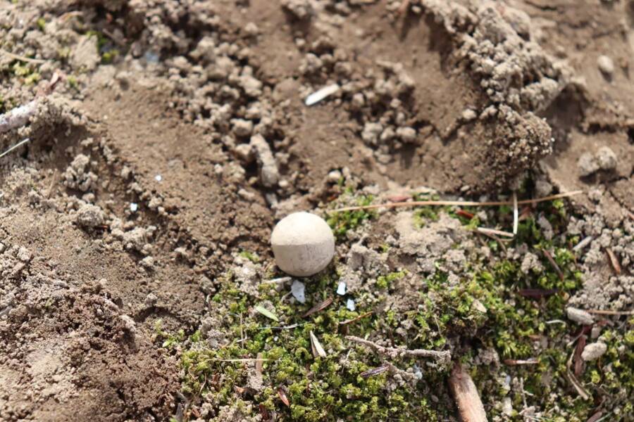 Musket Ball In Dirt