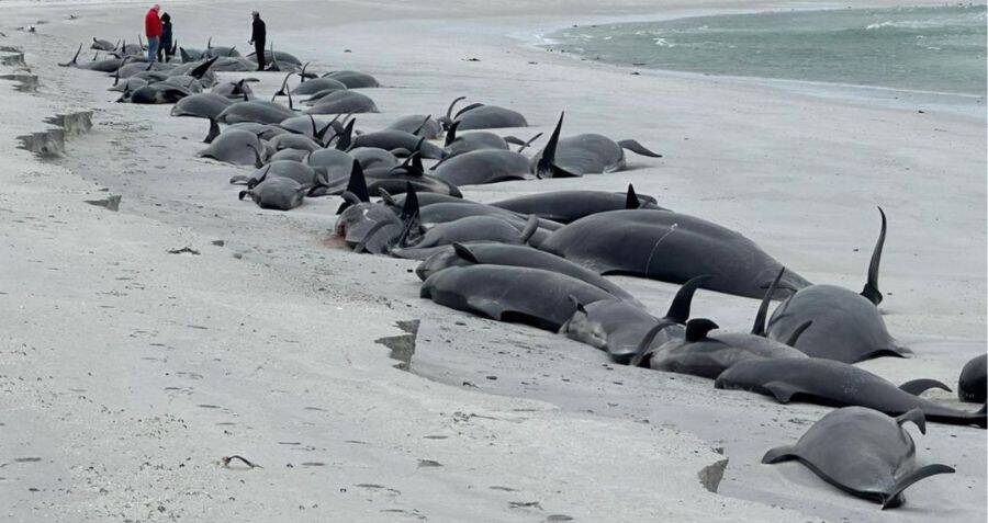 Pod Of 77 Pilot Whales Dies After Stranding On A Scottish Beach