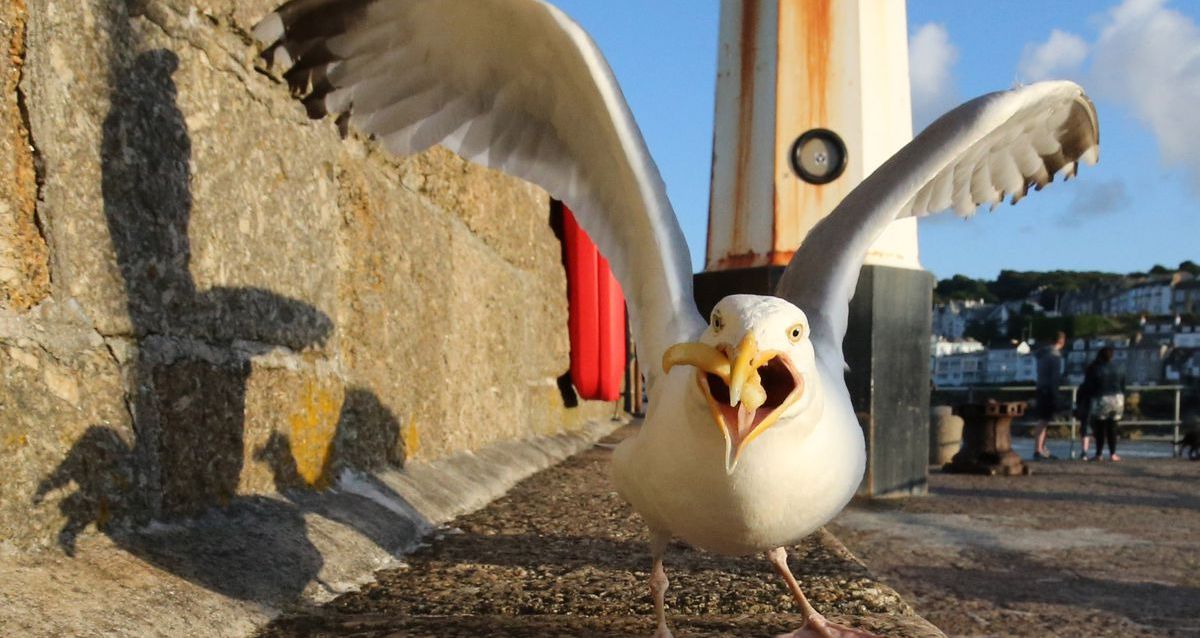 A New Jersey Man Was Just Arrested For Allegedly Decapitating A Seagull That Ate His Daughter’s French Fries