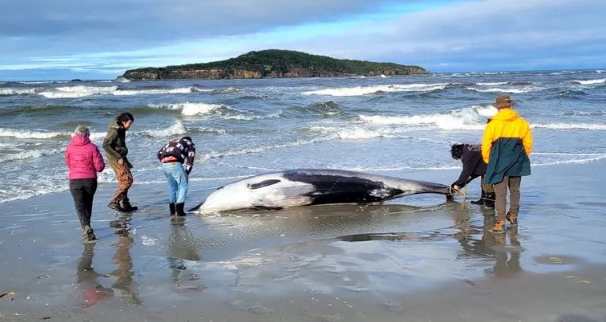 The World’s Rarest Whale Just Washed Ashore In New Zealand, Providing Unique Opportunity For In-Depth Study