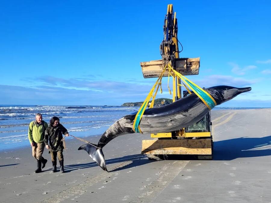 Spade Toothed Whale In New Zealand