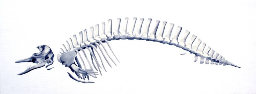 Spade Toothed Whale Skeleton