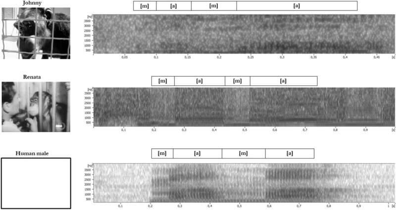 Speech Utterances