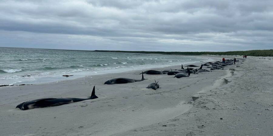 Pilot Whale Stranding Scotland