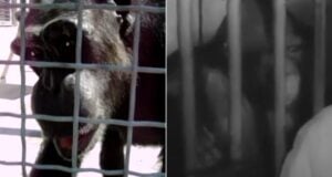 Talking Chimpanzees Featured