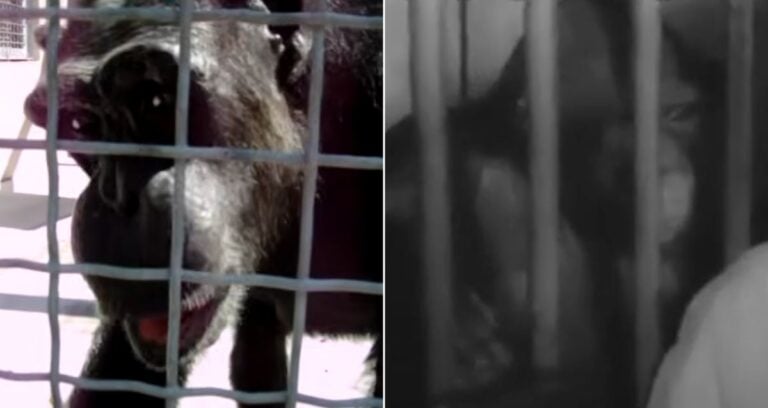 Talking Chimpanzees Featured